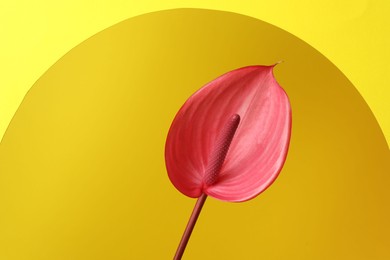 Beautiful pink tail flower on yellow background, closeup