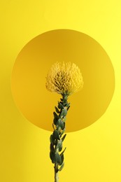 Photo of Beautiful flower on yellow background, closeup view