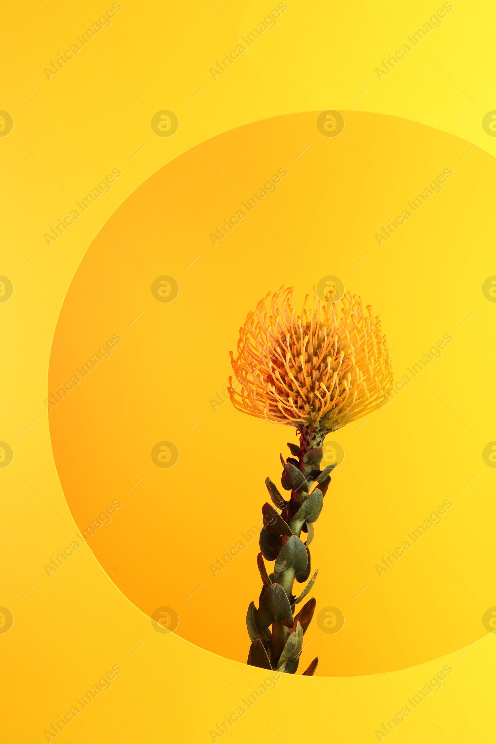 Photo of Beautiful yellow flower on color background, closeup