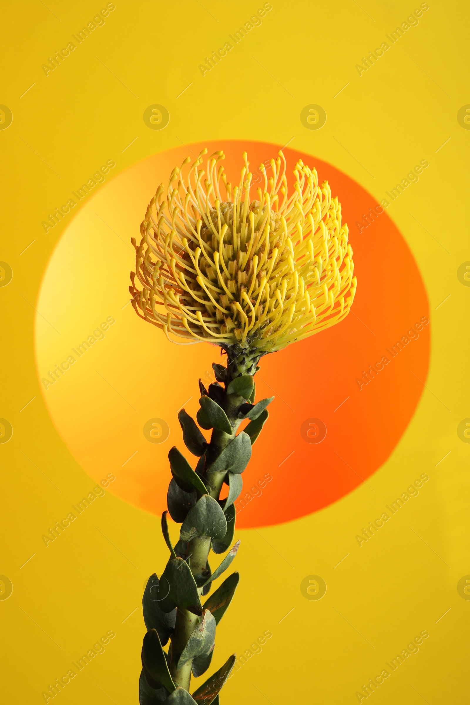 Photo of Beautiful yellow flower on color background, closeup