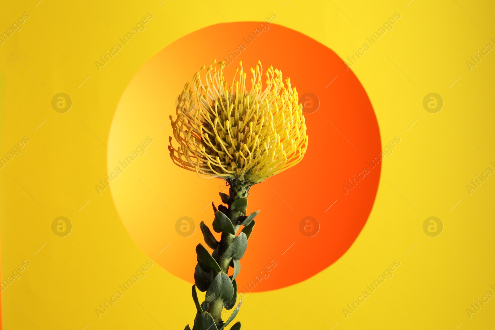 Photo of Beautiful yellow flower on color background, closeup