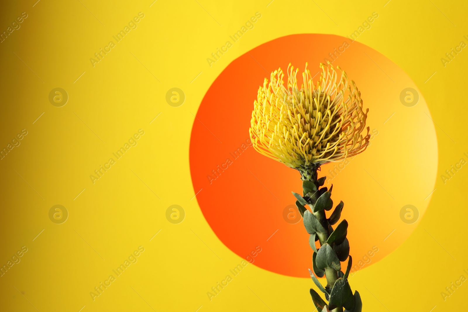 Photo of Beautiful yellow flower on color background, closeup. Space for text