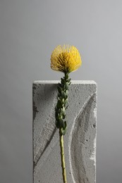 Beautiful yellow flower on concrete block against light grey background