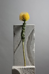 Beautiful yellow flower on concrete block against light grey background