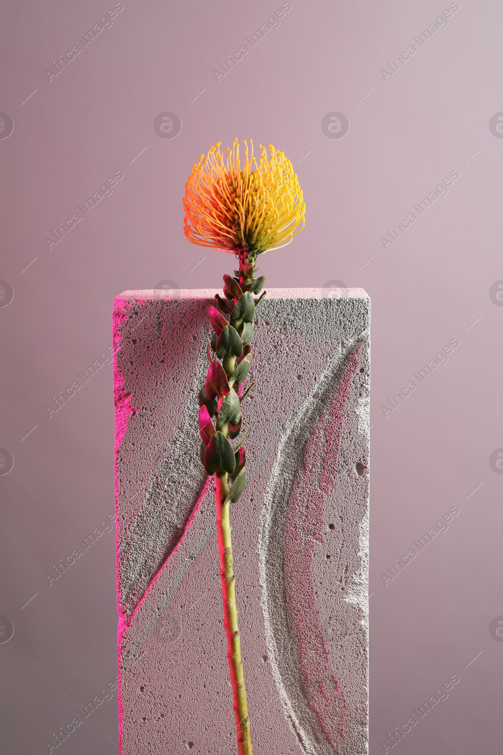 Photo of Beautiful yellow flower on concrete block against light grey background