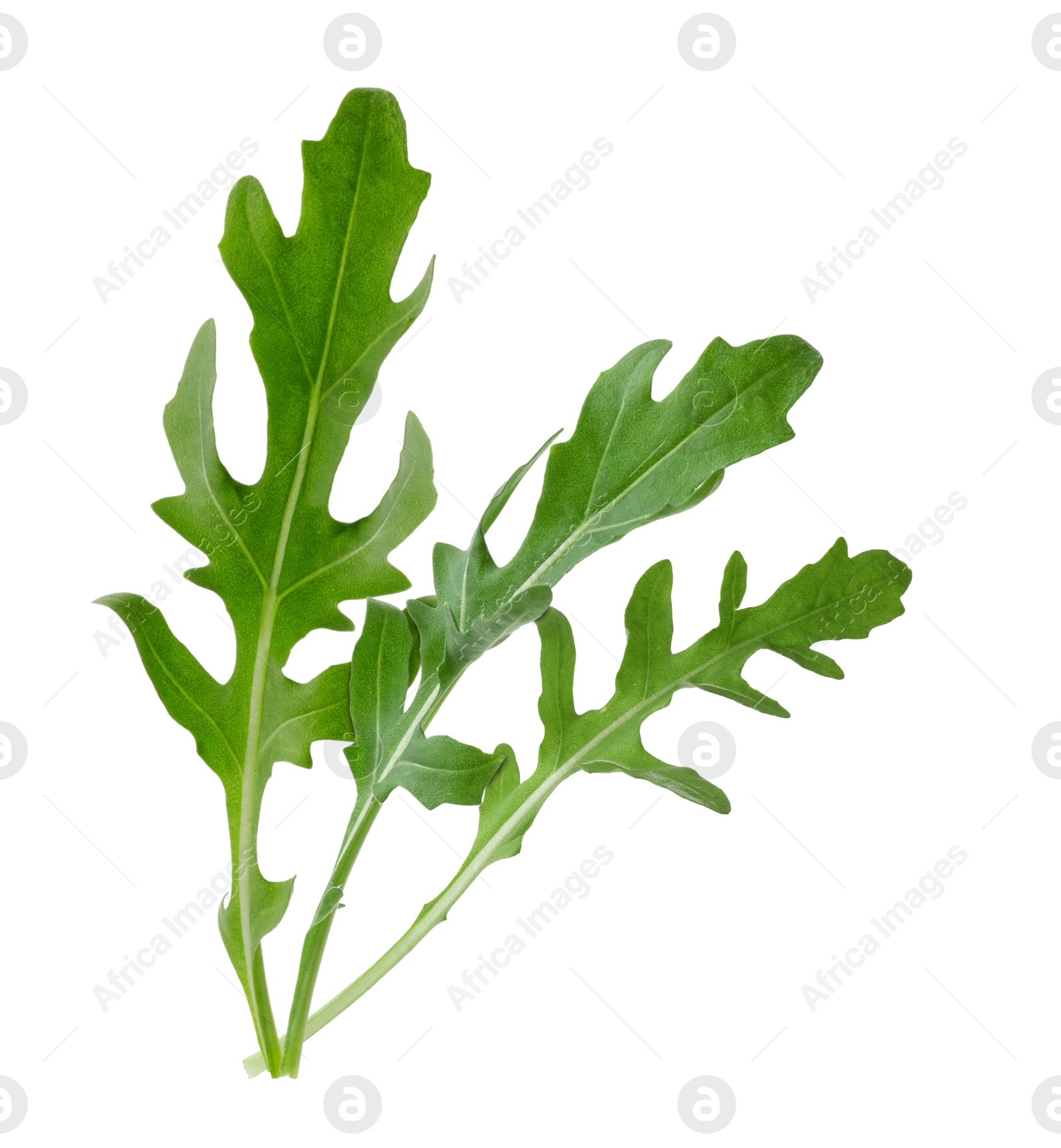 Image of Fresh green arugula on white background. Wholesome herb