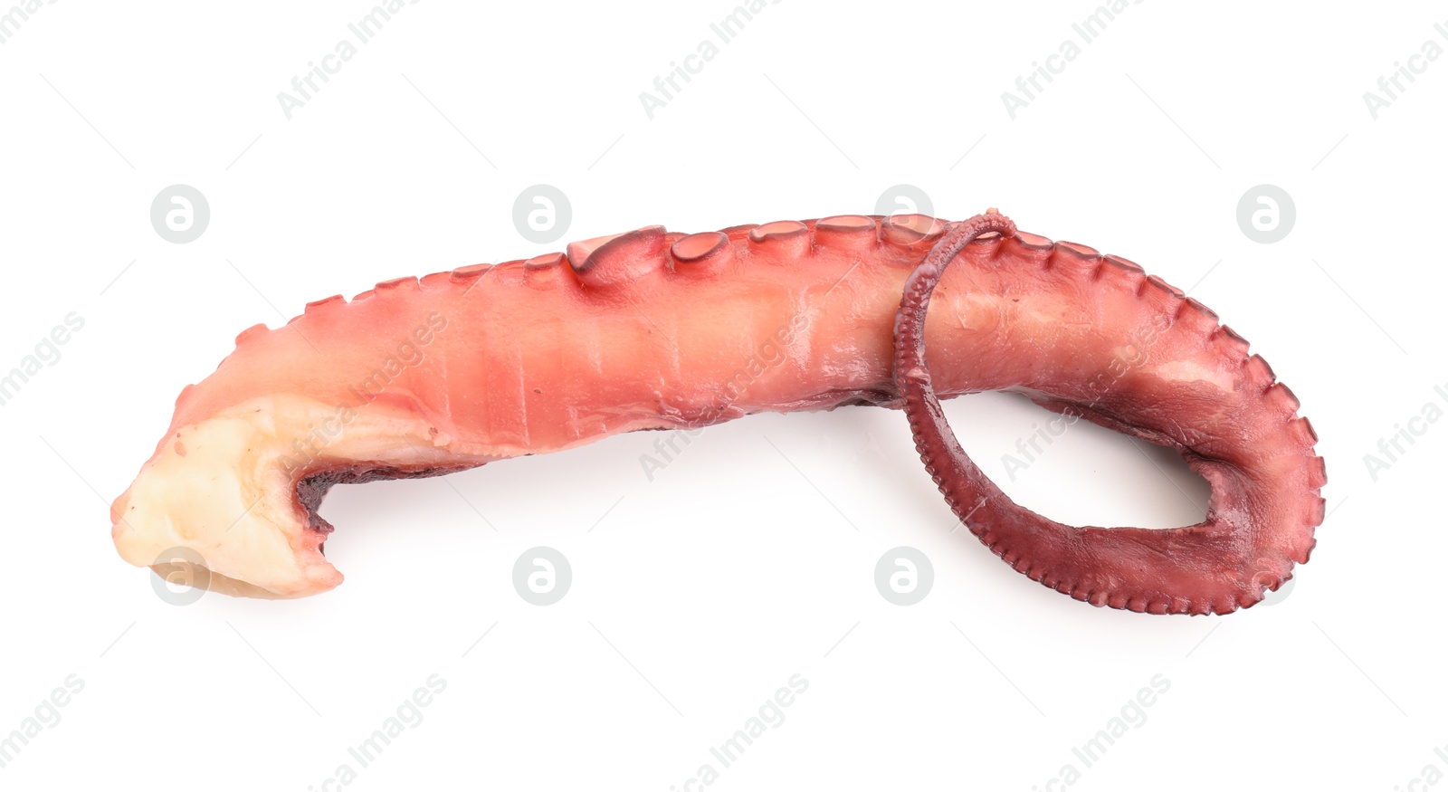 Photo of One raw octopus tentacle isolated on white, top view