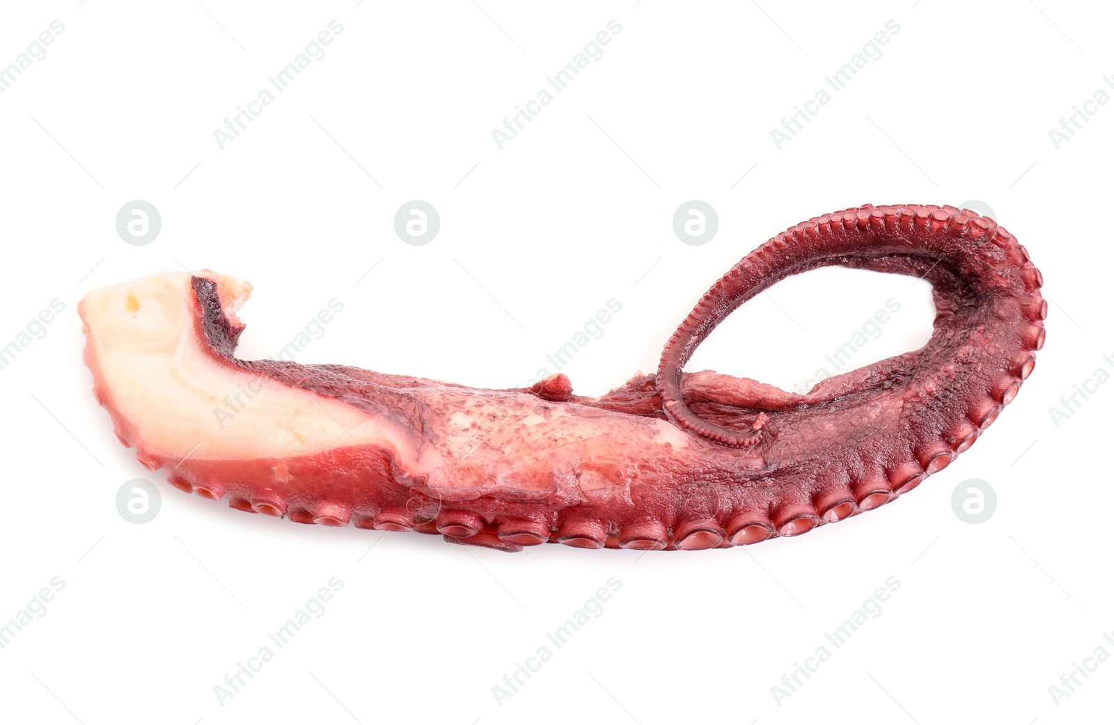 Photo of One raw octopus tentacle isolated on white, top view