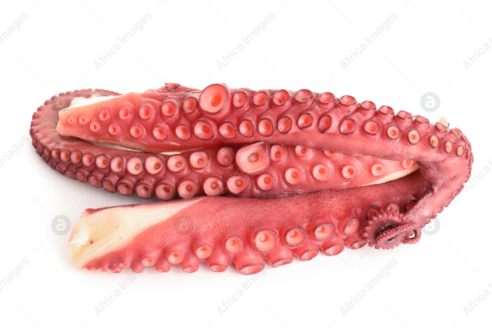 Photo of Raw octopus tentacles isolated on white, top view