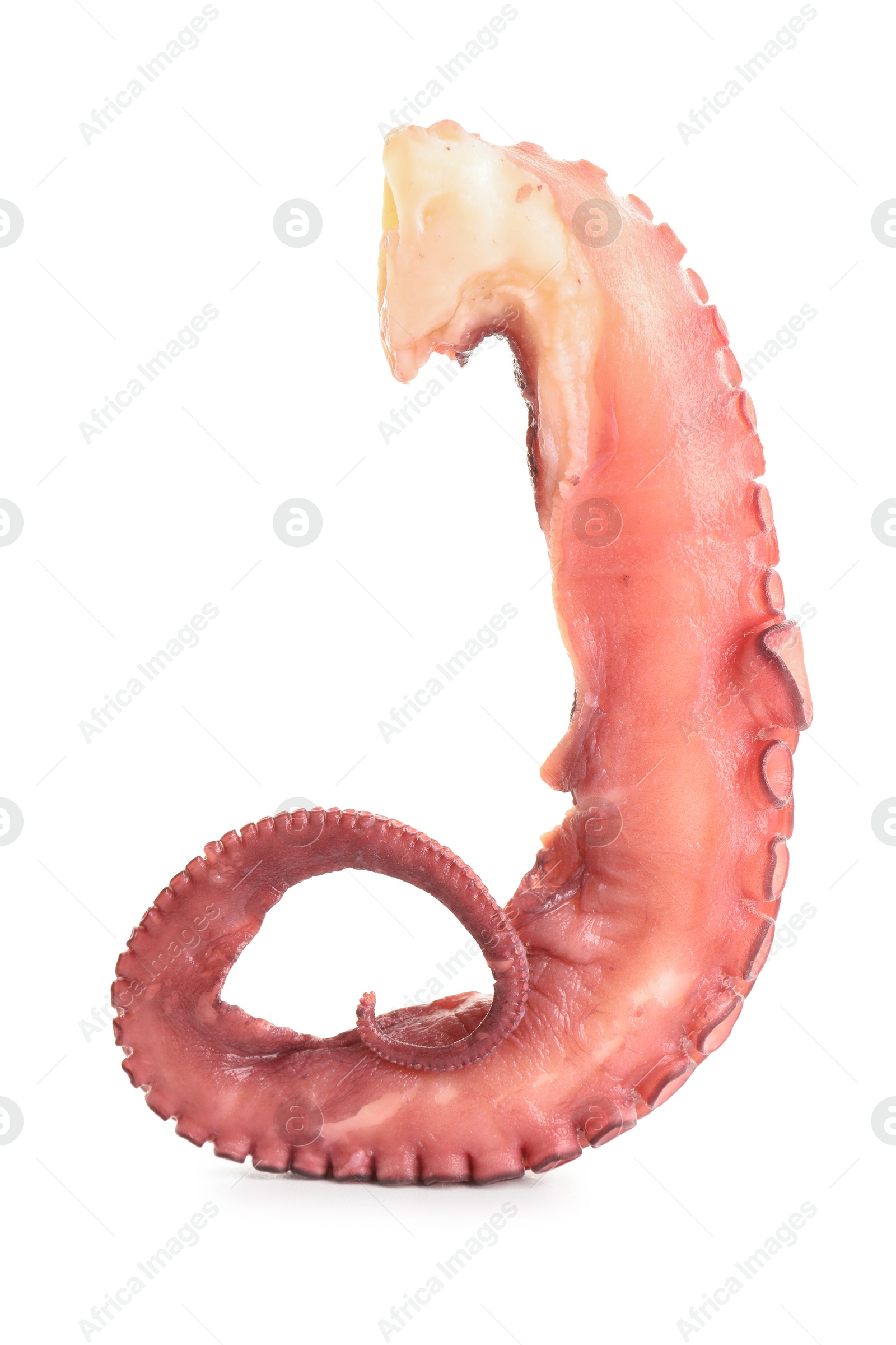 Photo of One raw octopus tentacle isolated on white