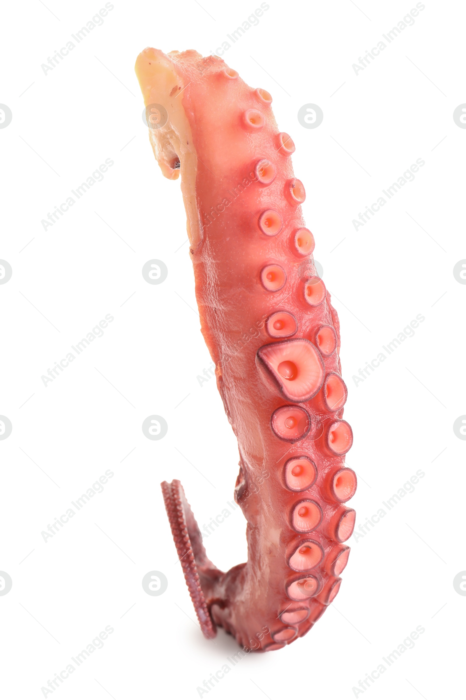 Photo of One raw octopus tentacle isolated on white