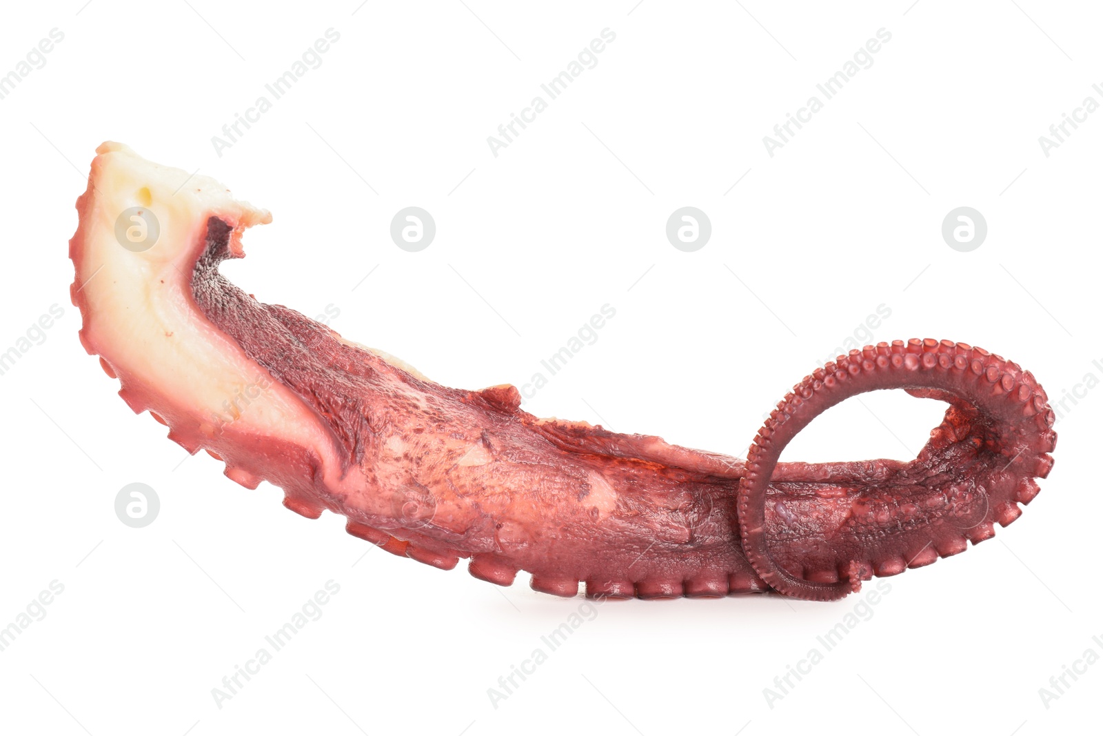 Photo of One raw octopus tentacle isolated on white