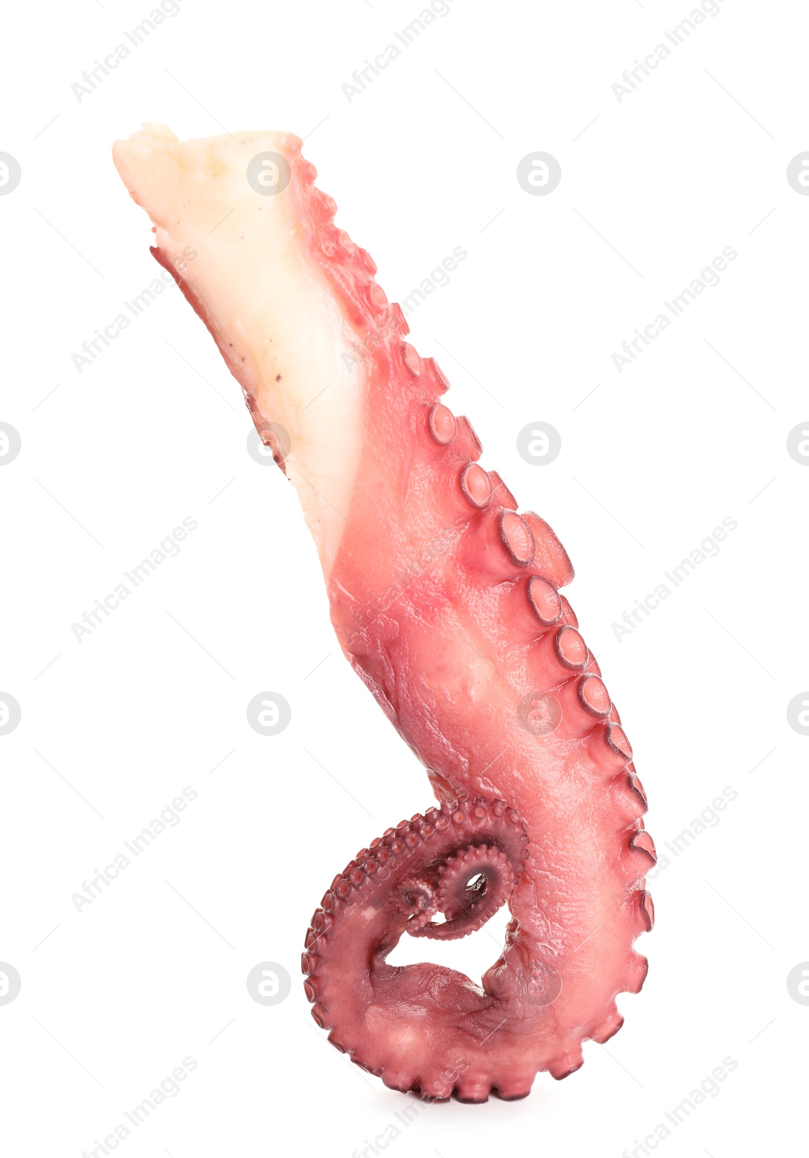 Photo of One raw octopus tentacle isolated on white