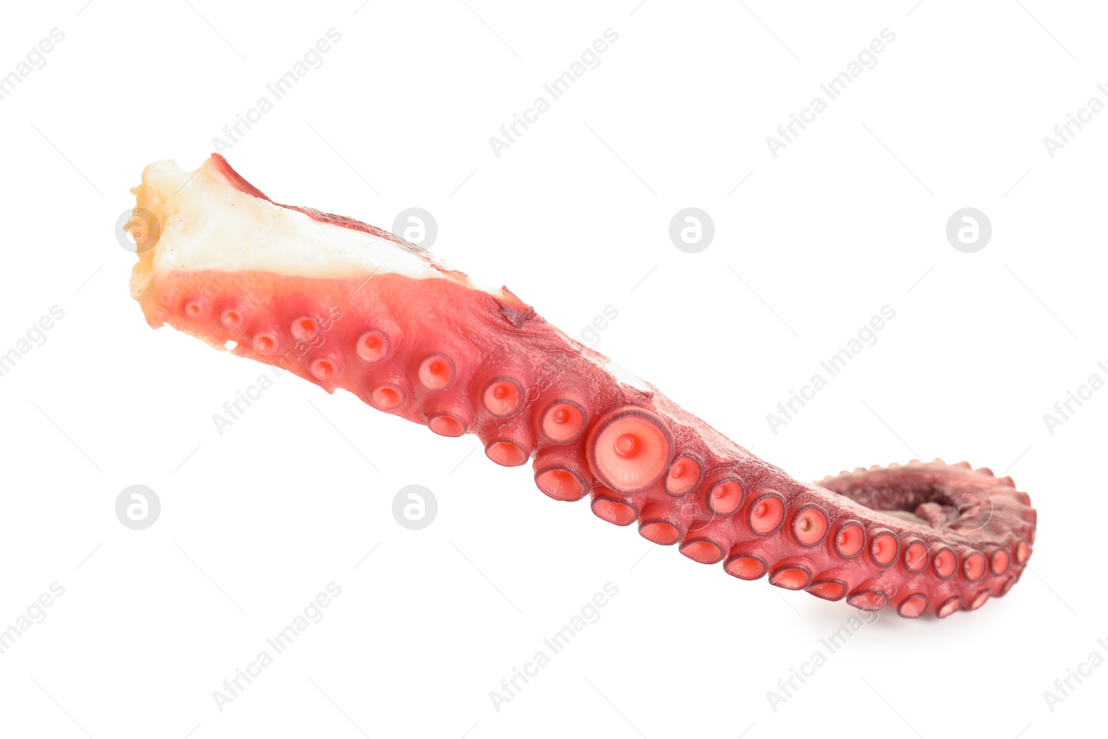 Photo of One raw octopus tentacle isolated on white