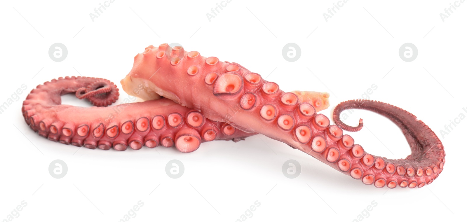 Photo of Two raw octopus tentacles isolated on white