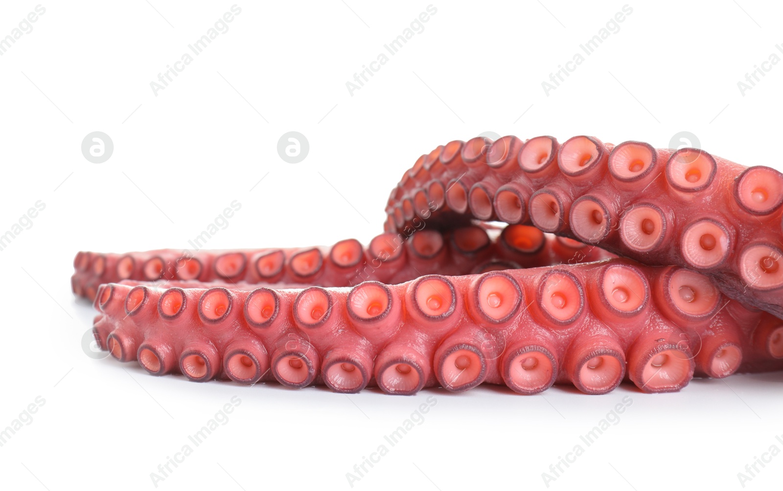 Photo of Two raw octopus tentacles isolated on white