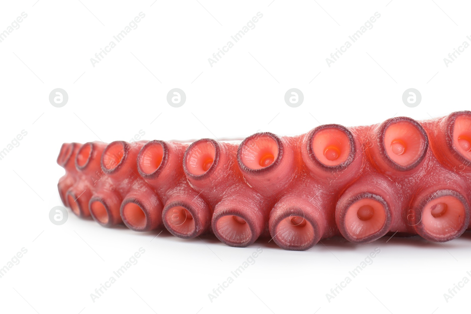 Photo of One raw octopus tentacle isolated on white