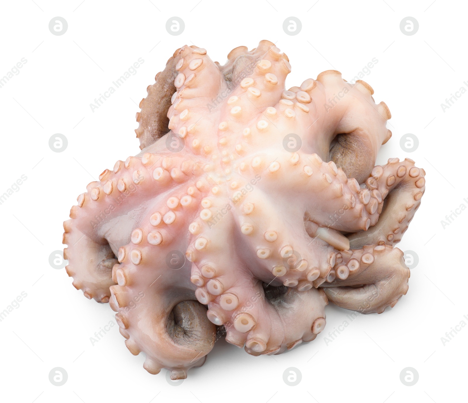 Photo of One fresh raw octopus isolated on white, top view