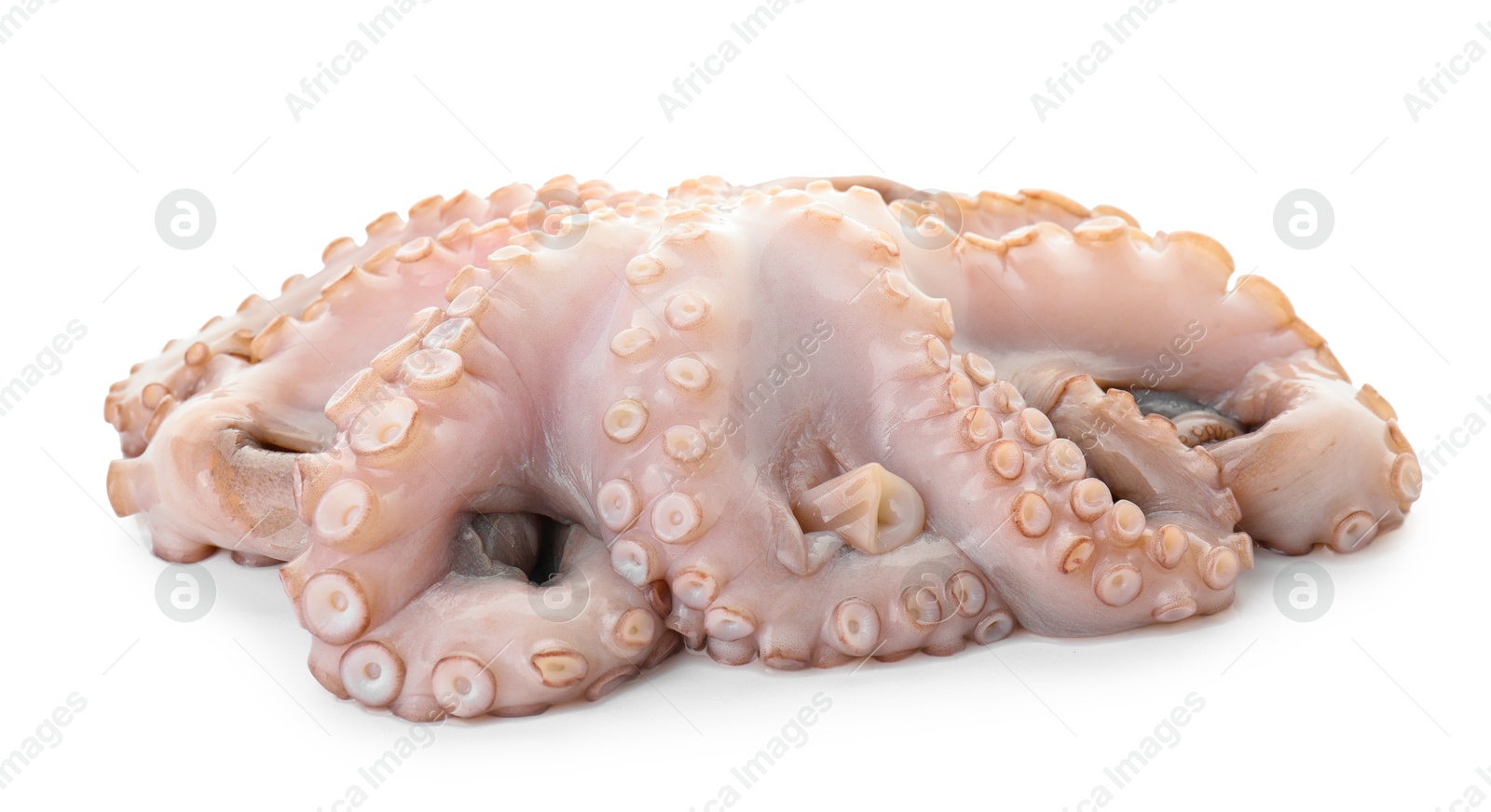 Photo of One fresh raw octopus isolated on white