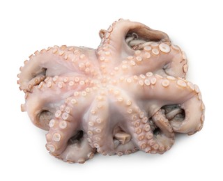 Photo of One fresh raw octopus isolated on white, top view