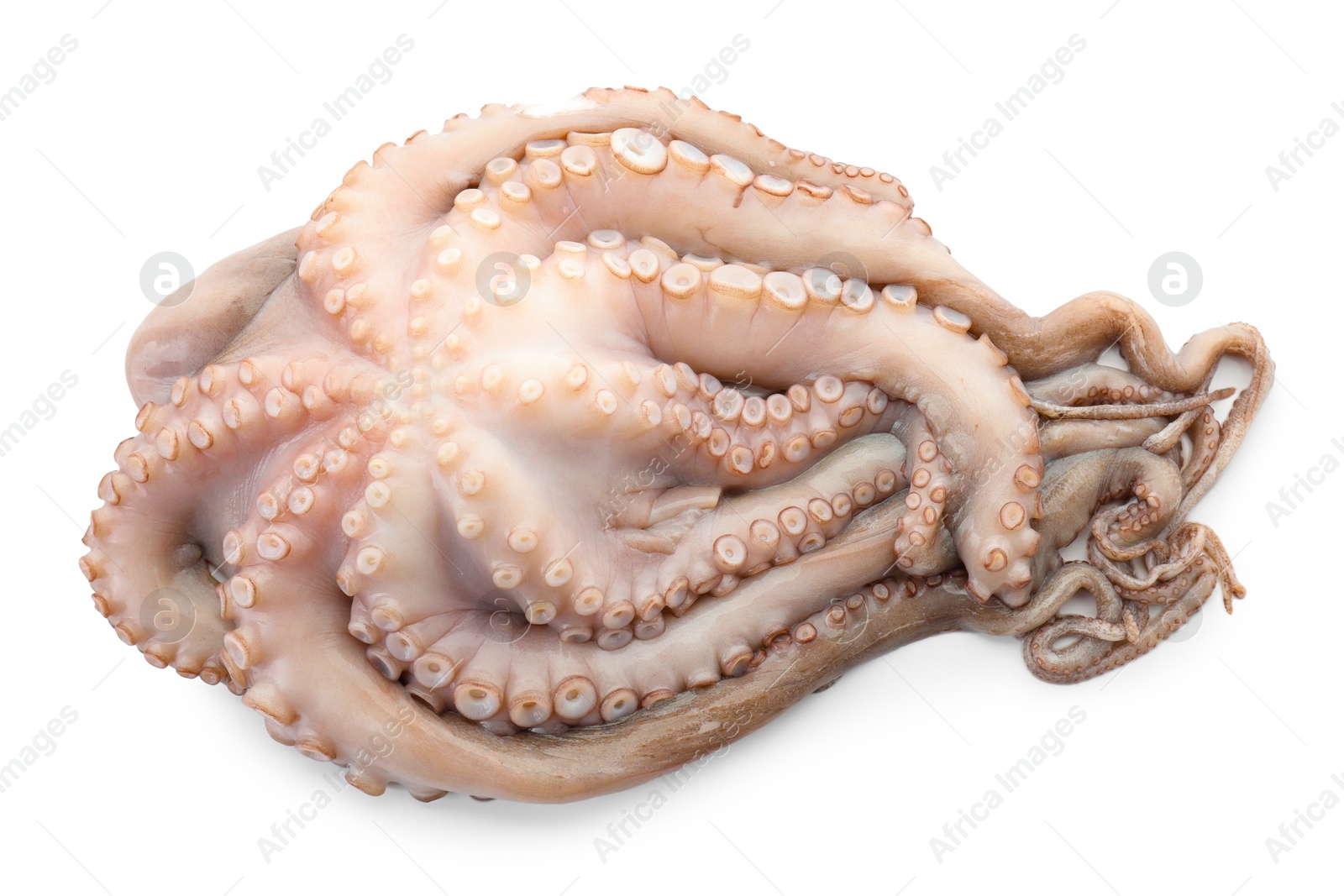 Photo of One fresh raw octopus isolated on white, top view