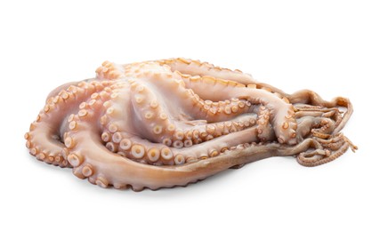 Photo of One fresh raw octopus isolated on white