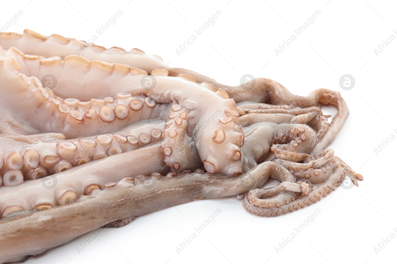 Photo of One fresh raw octopus isolated on white, top view