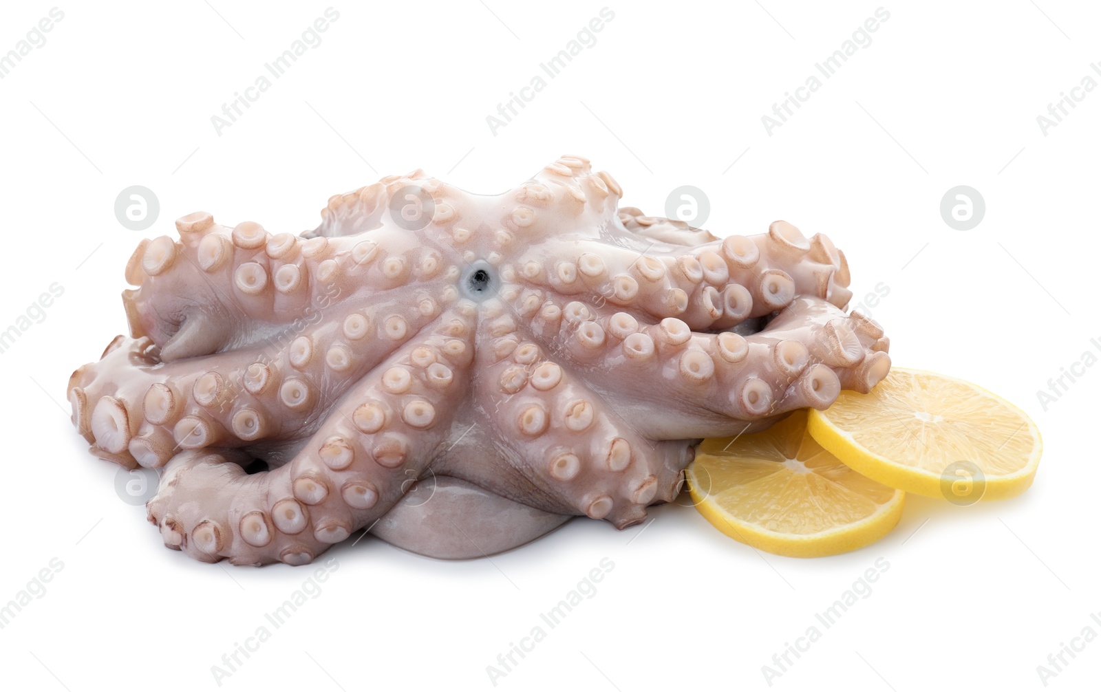 Photo of One fresh raw octopus and lemon slices isolated on white