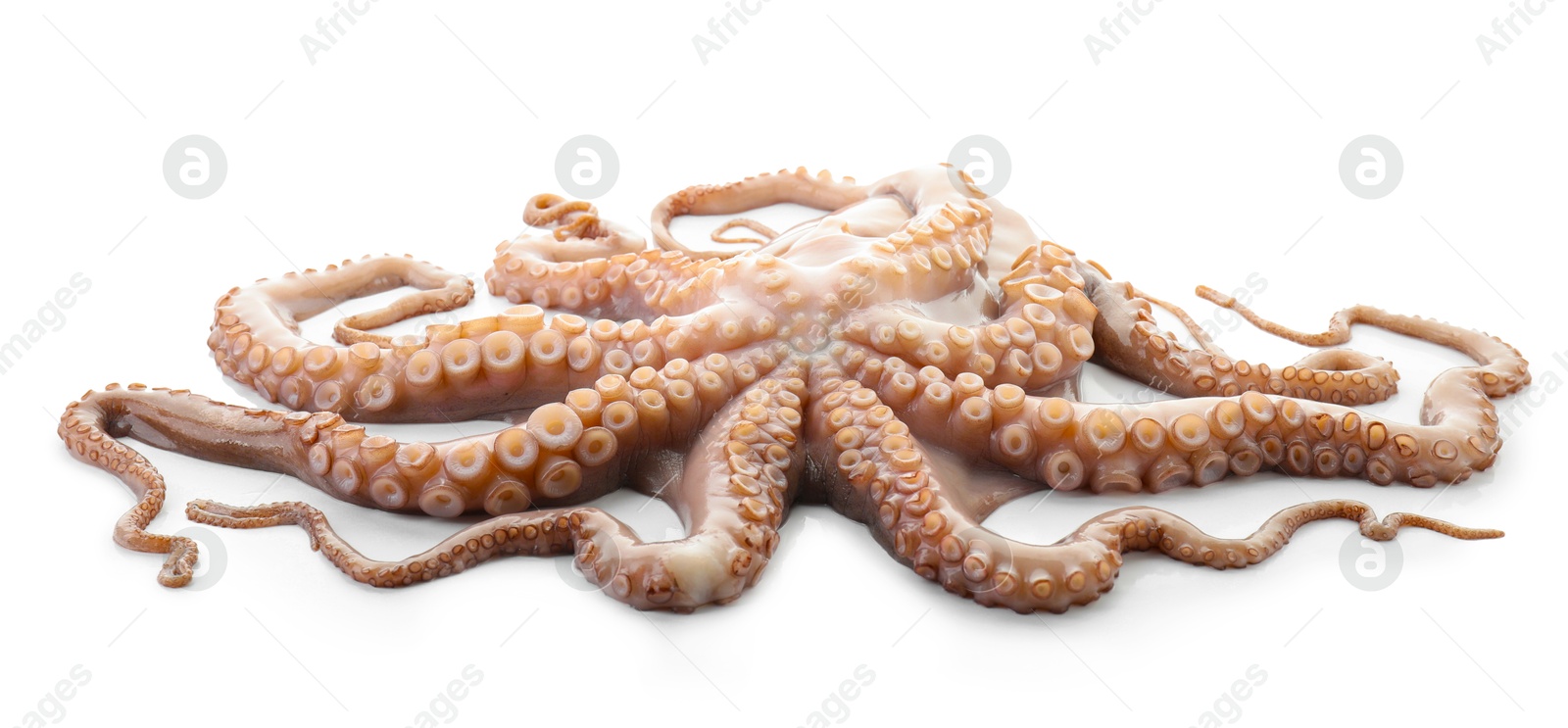 Photo of One fresh raw octopus isolated on white