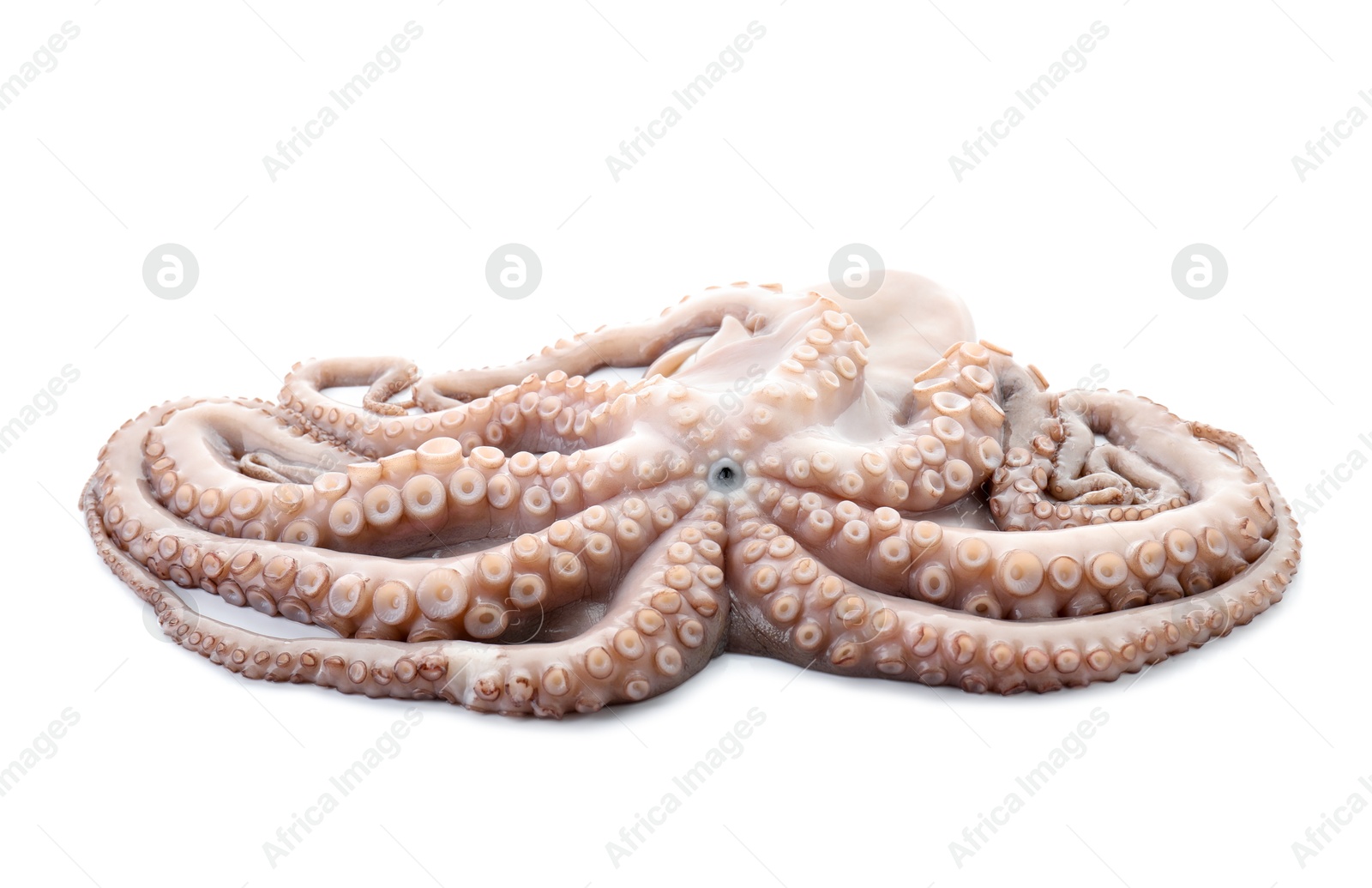 Photo of One fresh raw octopus isolated on white