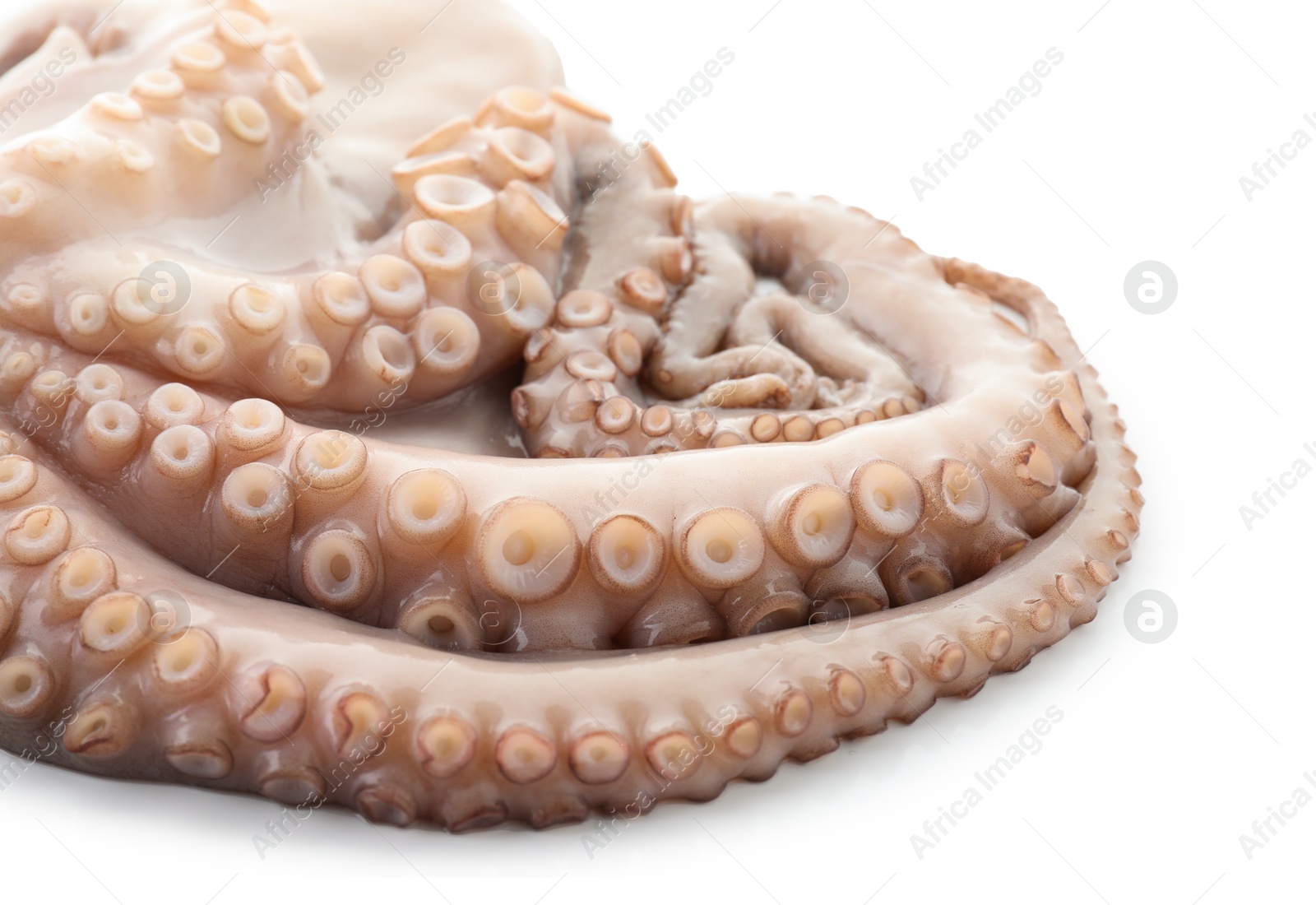 Photo of One fresh raw octopus isolated on white