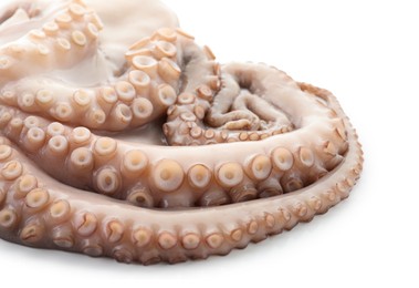 One fresh raw octopus isolated on white