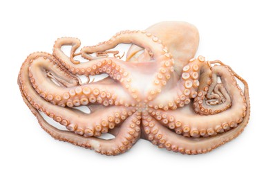 Photo of One fresh raw octopus isolated on white, top view