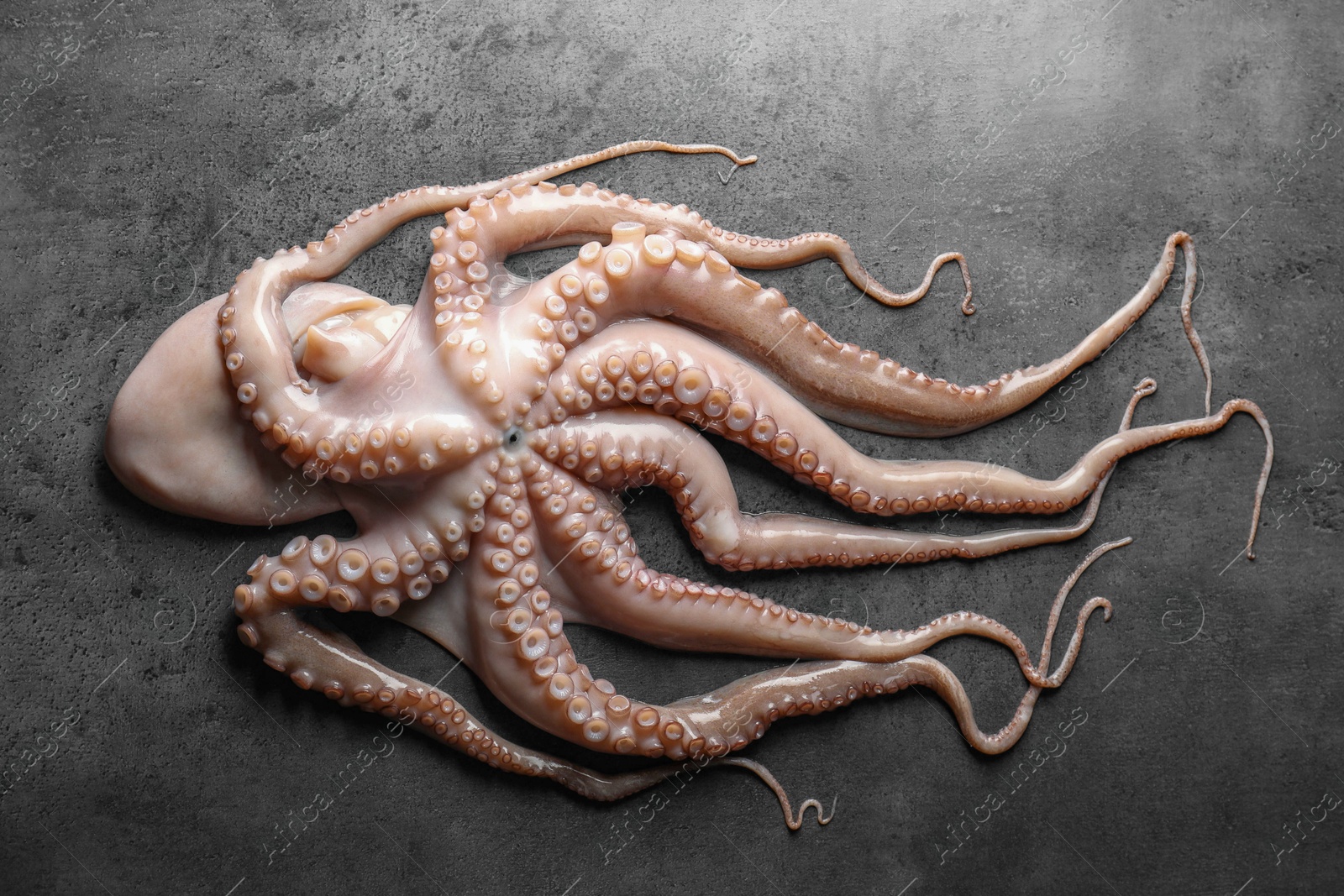 Photo of One fresh raw octopus on grey textured table, top view