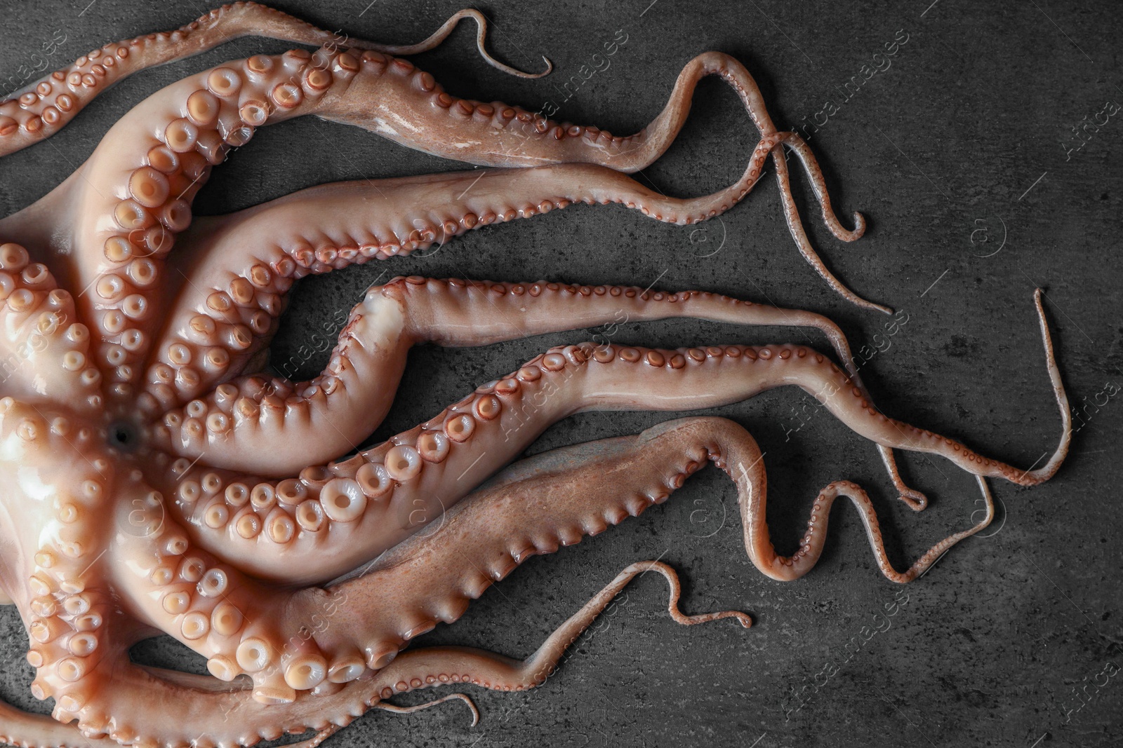 Photo of One fresh raw octopus on grey textured table, top view