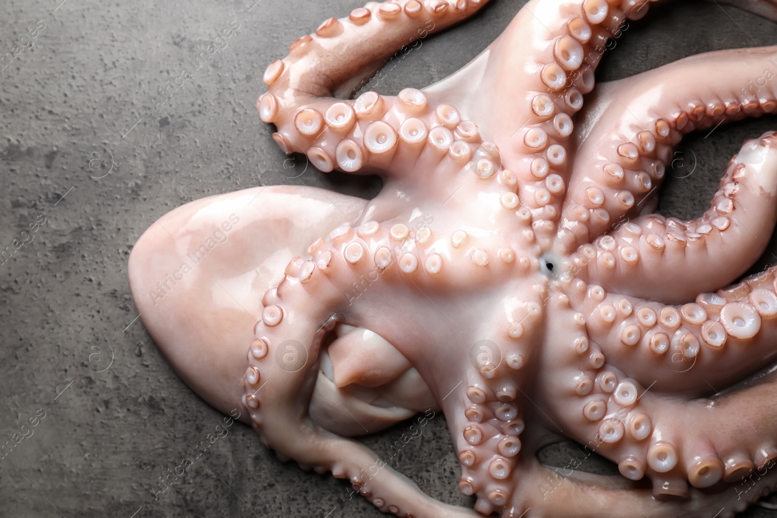 Photo of One fresh raw octopus on grey textured table, top view