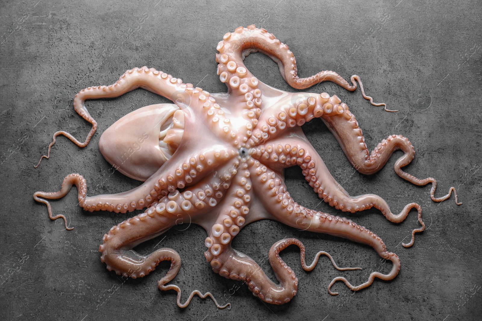 Photo of One fresh raw octopus on grey textured table, top view