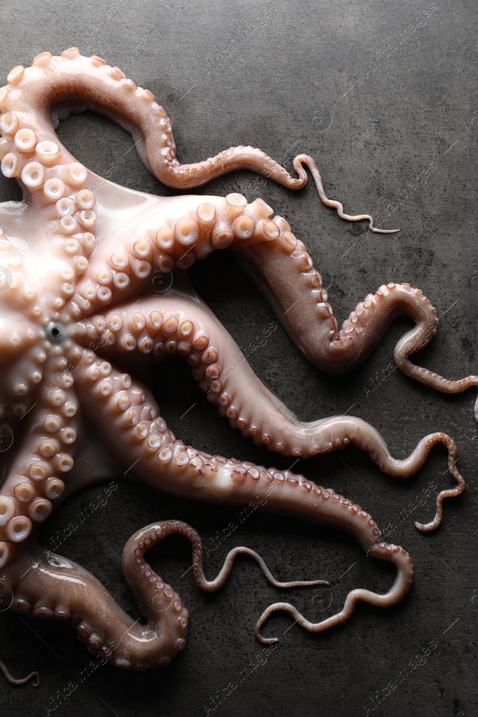 Photo of One fresh raw octopus on grey textured table, top view