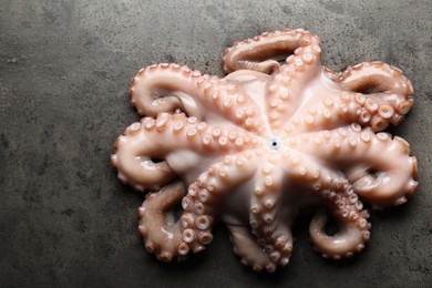 One fresh raw octopus on grey textured table, top view. Space for text