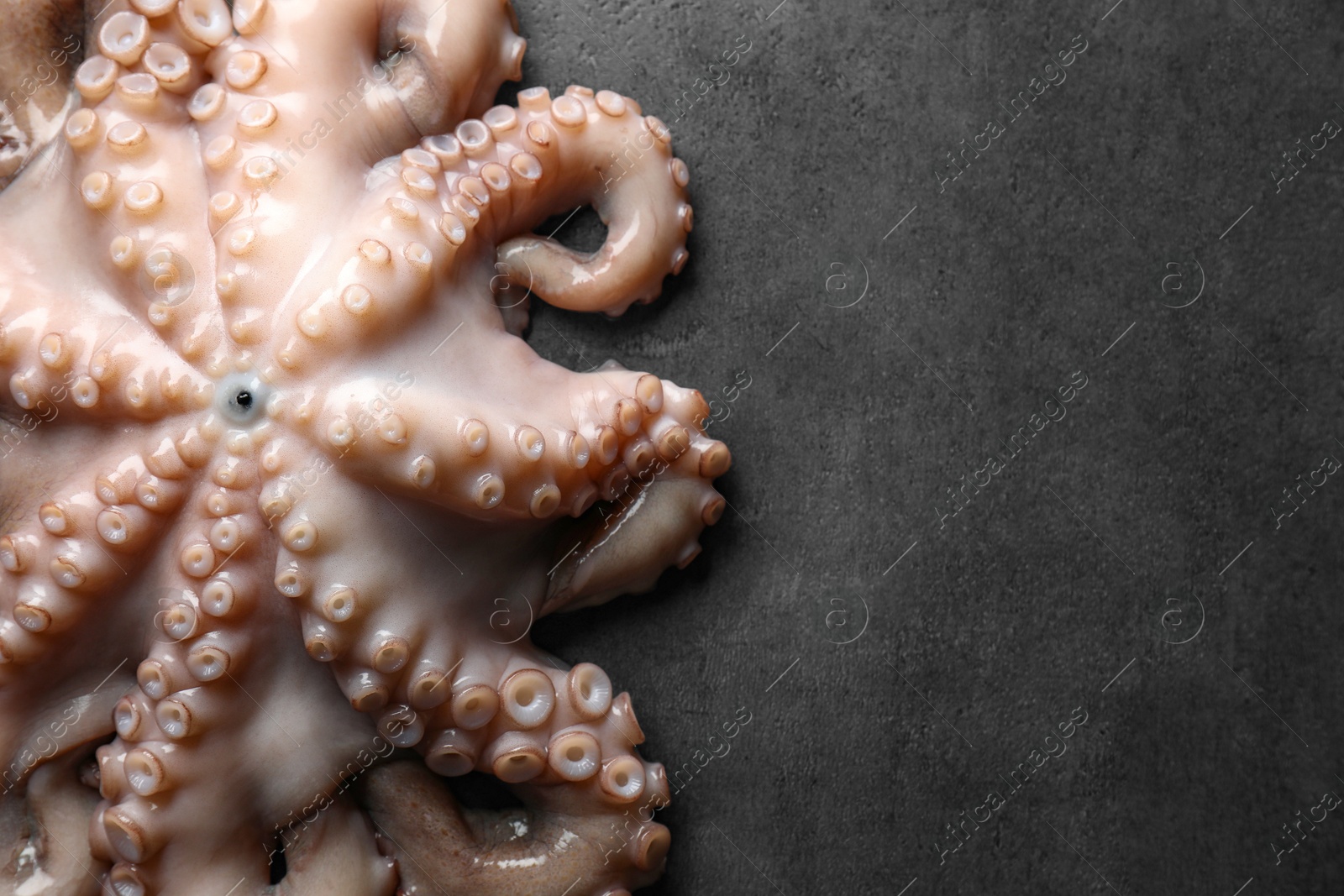 Photo of One fresh raw octopus on grey textured table, top view. Space for text