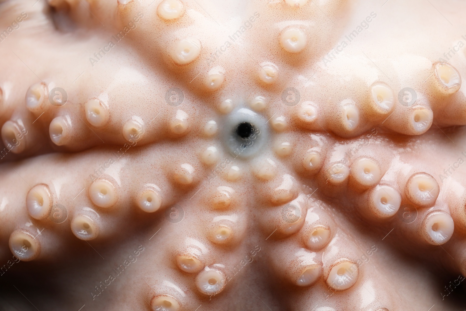 Photo of One fresh raw octopus as background, above view