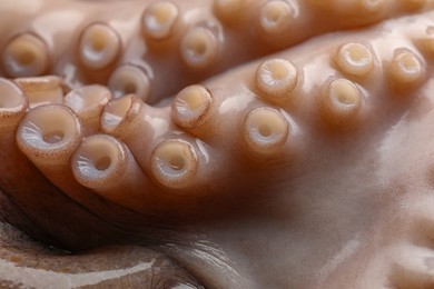 Photo of One fresh raw octopus as background, closeup