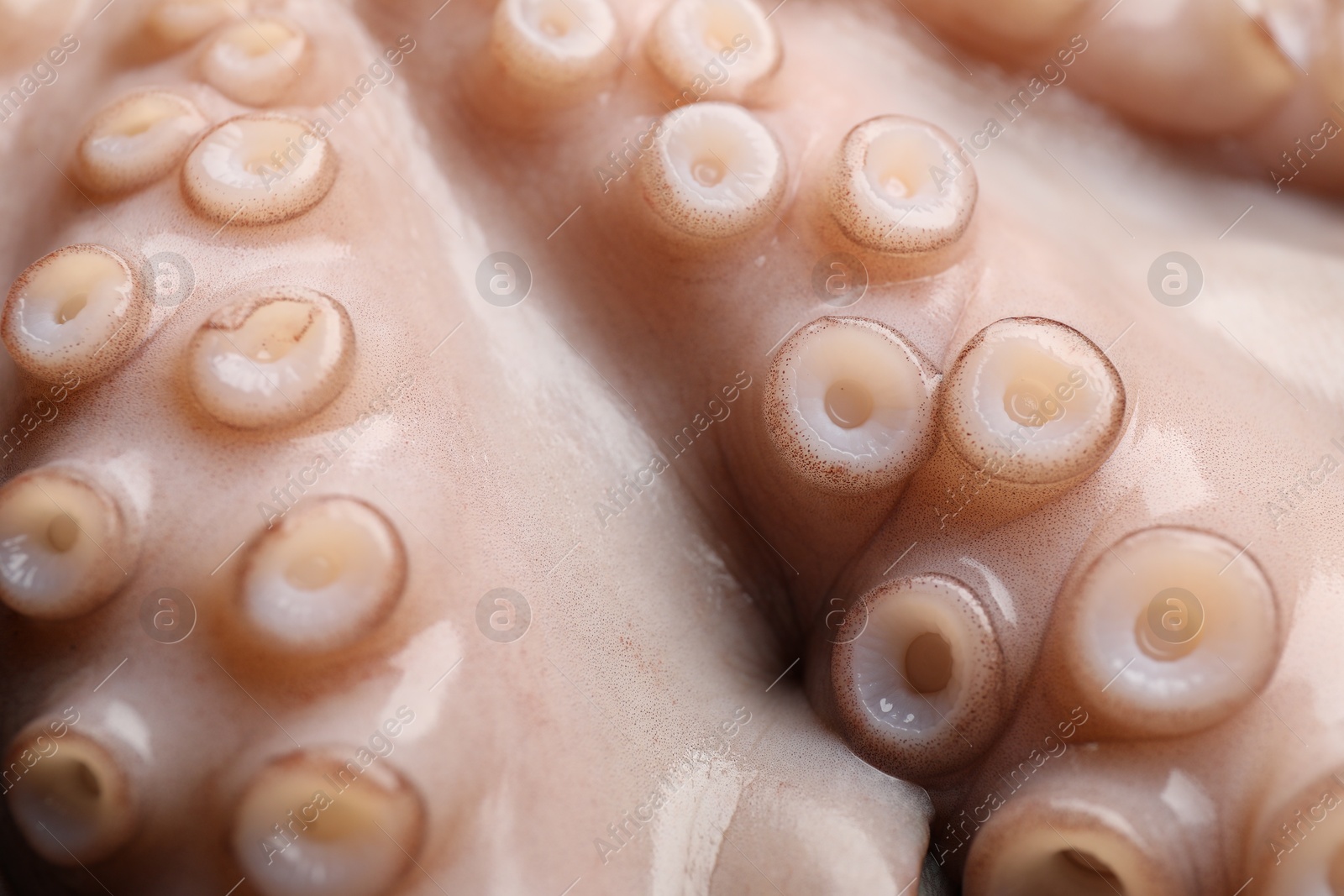 Photo of One fresh raw octopus as background, closeup