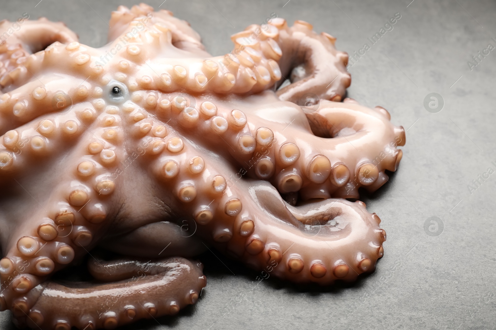 Photo of One fresh raw octopus on grey textured table, closeup