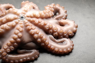 One fresh raw octopus on grey textured table, closeup