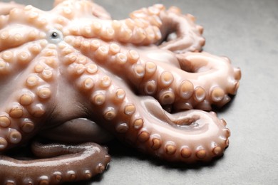 One fresh raw octopus on grey textured table, closeup