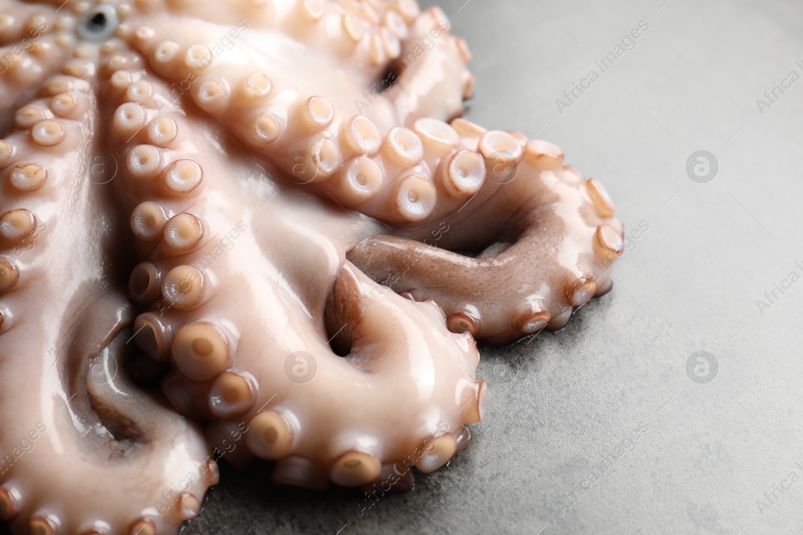 Photo of One fresh raw octopus on grey textured table, closeup