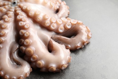 Photo of One fresh raw octopus on grey textured table, closeup