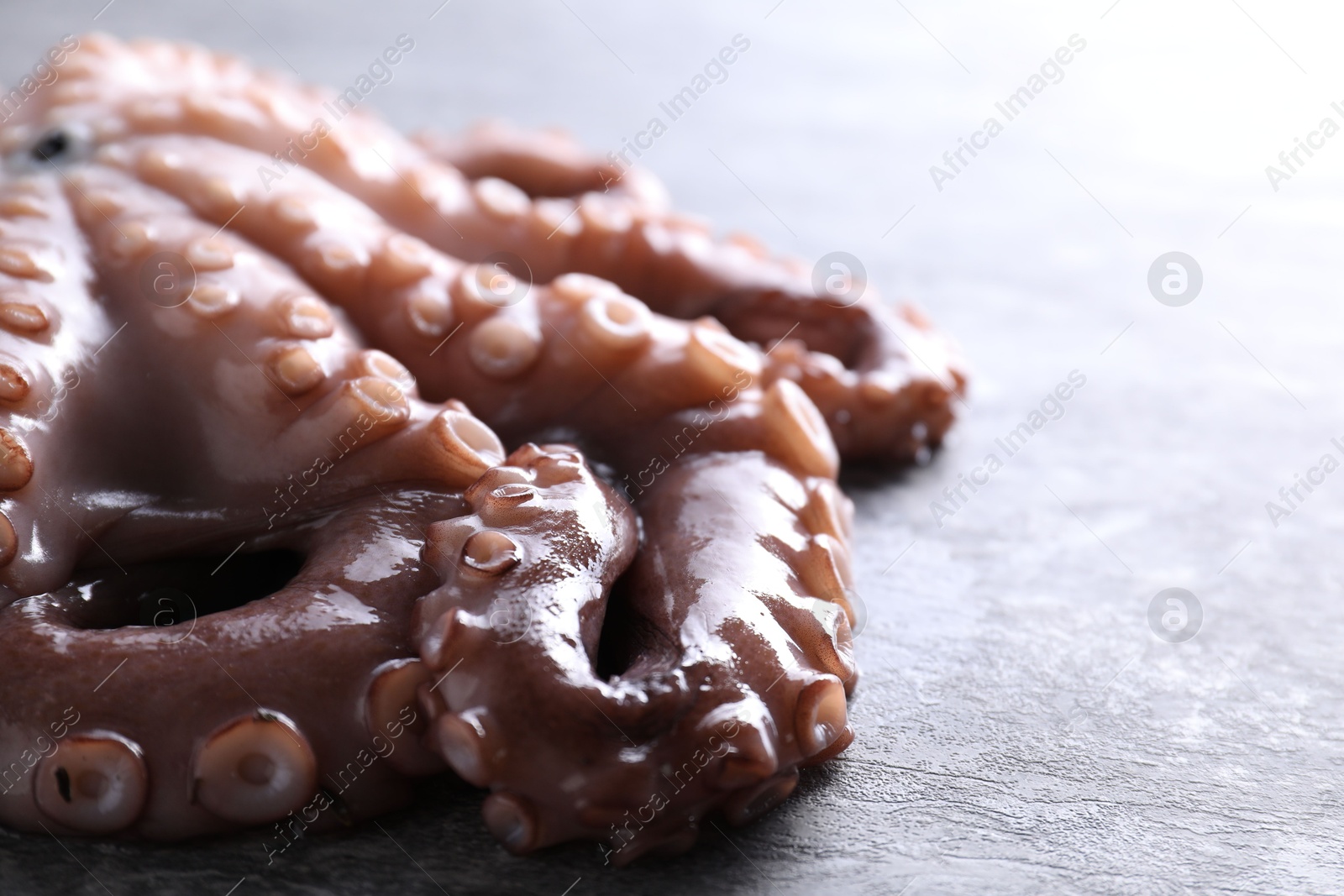 Photo of Fresh raw octopus on grey table, closeup. Space for text