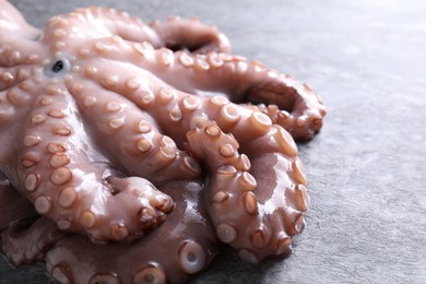 Fresh raw octopus on grey table, closeup